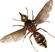 BUG Free PNG Image Download 2