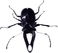 BUG Free PNG Image Download 20