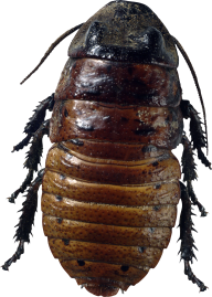 BUG Free PNG Image Download 22