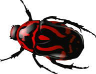 BUG Free PNG Image Download 24