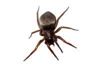 BUG Free PNG Image Download 25