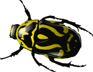 BUG Free PNG Image Download 26