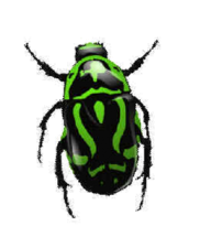 BUG Free PNG Image Download 27