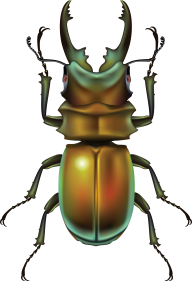 BUG Free PNG Image Download 28