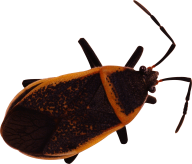 BUG Free PNG Image Download 29