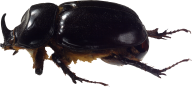 BUG Free PNG Image Download 3