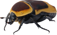 BUG Free PNG Image Download 32