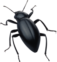 BUG Free PNG Image Download 33