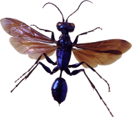 BUG Free PNG Image Download 4