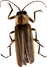 BUG Free PNG Image Download 5
