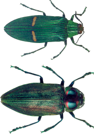 BUG Free PNG Image Download 6