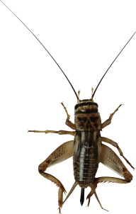 BUG Free PNG Image Download 8