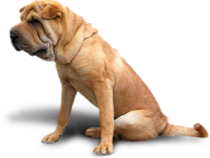 Bulldog Png