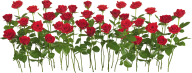 bunch of red rose with leaves free png download