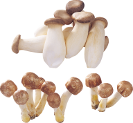 bunch of small mushroom free download png