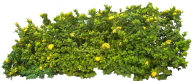 Bush PNG free Image Download 10