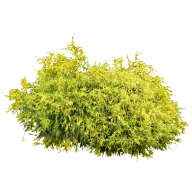 Bush PNG free Image Download 11