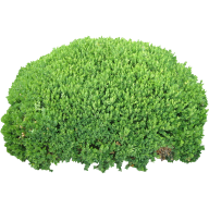 Bush PNG free Image Download 12