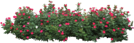 Bush PNG free Image Download 13