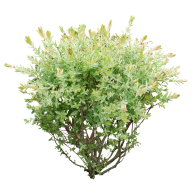 Bush PNG free Image Download 14