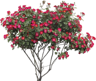 Bush PNG free Image Download 15