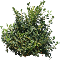 Bush PNG free Image Download 16