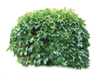 Bush PNG free Image Download 17