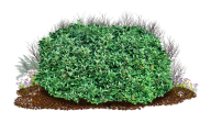 Bush PNG free Image Download 18