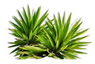 Bush PNG free Image Download 19