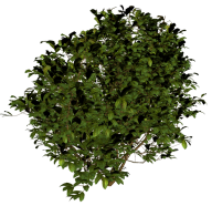 Bush PNG free Image Download 2