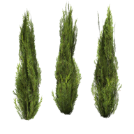 Bush PNG free Image Download 20