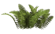 Bush PNG free Image Download 21