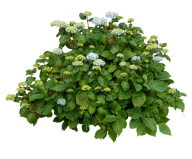 Bush PNG free Image Download 22