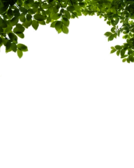 Bush PNG free Image Download 23