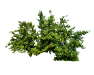 Bush PNG free Image Download 24