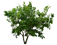 Bush PNG free Image Download 25