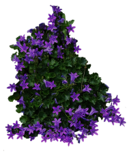 Bush PNG free Image Download 27