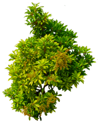 Bush PNG free Image Download 28