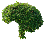 Bush PNG free Image Download 29