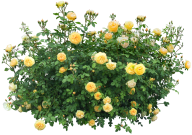 Bush PNG free Image Download 3