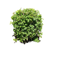 Bush PNG free Image Download 30