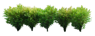 Bush PNG free Image Download 4