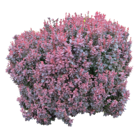 Bush PNG free Image Download 5