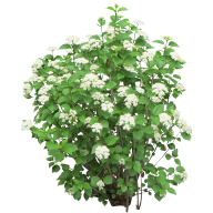 Bush PNG free Image Download 6