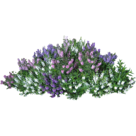 Bush PNG free Image Download 7