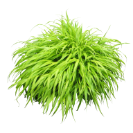 Bush PNG free Image Download 8