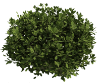 Bush PNG free Image Download 9