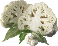 Cabbage PNG free Image Download 10