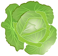 Cabbage PNG free Image Download 18