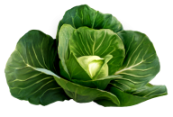 Cabbage PNG free Image Download 24